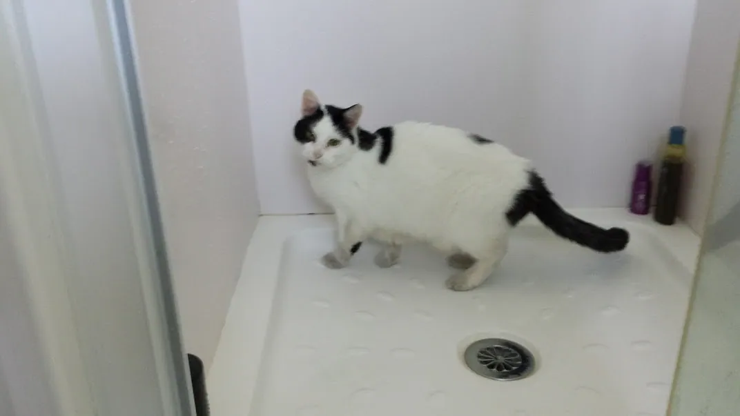 D25 anzac day marshall in shower maungarangi rd 25 apr 2018